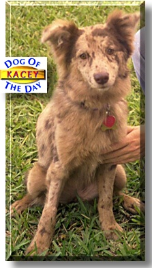 Kacey, the Dog of the Day
