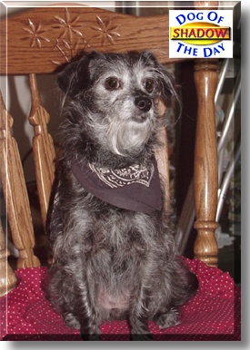 Shadow, the Dog of the Day