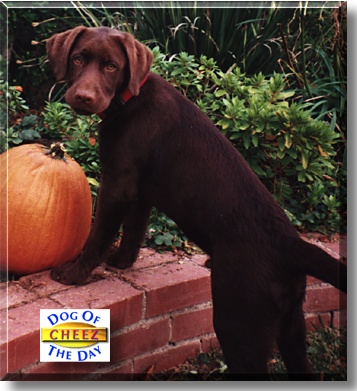 Cheez, the Dog of the Day