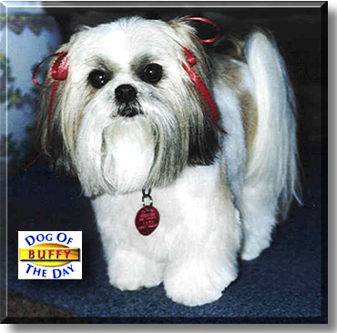 Buffy, the Dog of the Day