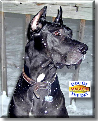 Malachi, the Dog of the Day