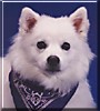 Nanook
