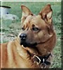 Beardog