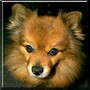 Cujo
