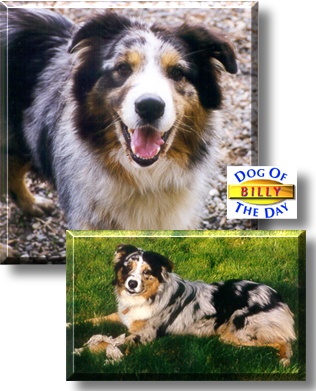 Billy, the Dog of the Day