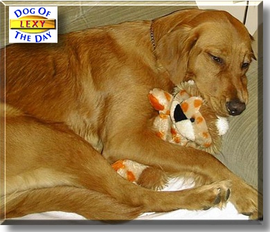 Lexy, the Dog of the Day