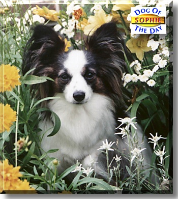 Sophie, the Dog of the Day
