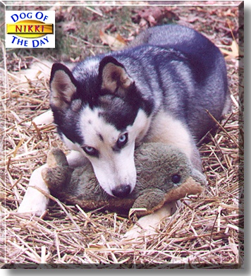 Nikki, the Dog of the Day