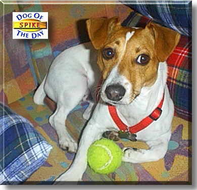 Spike, the Dog of the Day