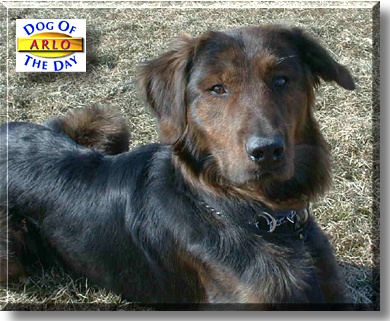 Arlo, the Dog of the Day