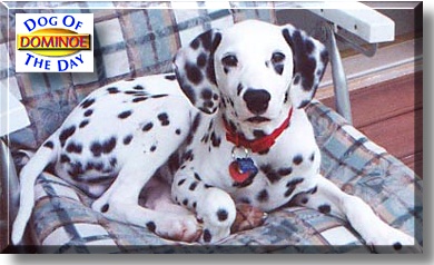 Dominoe, the Dog of the Day