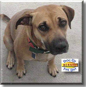 Bernadette, the Dog of the Day