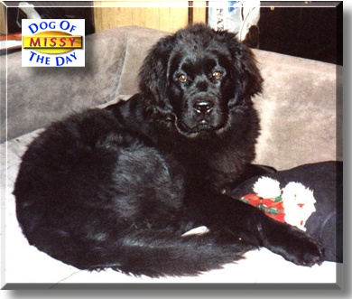 Missy, the Dog of the Day