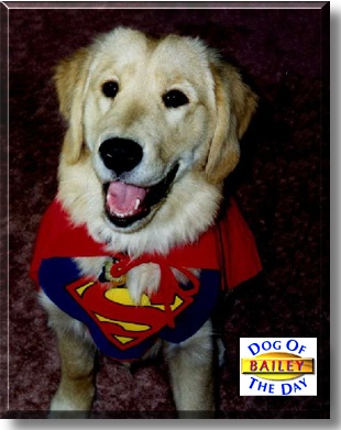 Bailey, the Dog of the Day