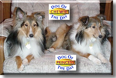 Chewie and Princess, the Dogs of the Day