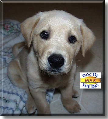 Max, the Dog of the Day