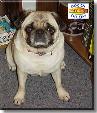 Precious, the Dog of the Day