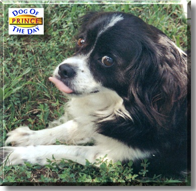 Prince, the Dog of the Day