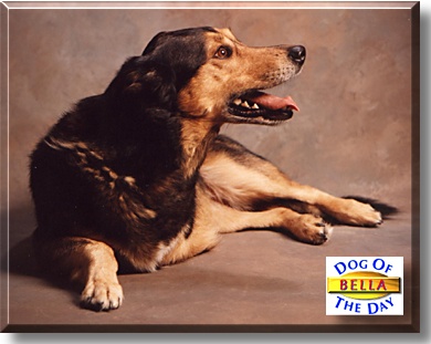 Bella, the Dog of the Day