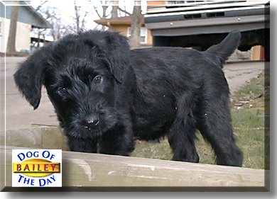 Bailey, the Dog of the Day
