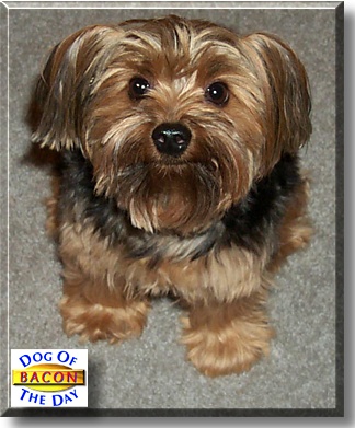 Bacon, the Dog of the Day