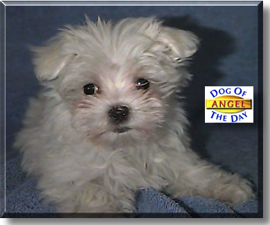Angel, the Dog of the Day