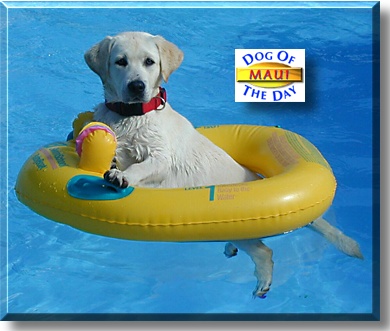 Maui, the Dog of the Day