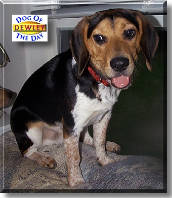 Dewley, the Dog of the Day