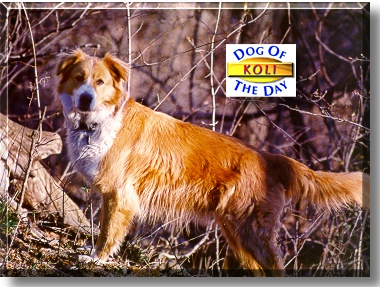 Koli, the Dog of the Day