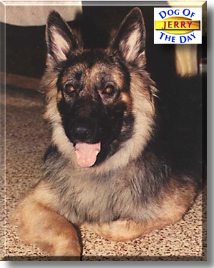 Jerry, the Dog of the Day