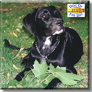 Zeus, the Dog of the Day