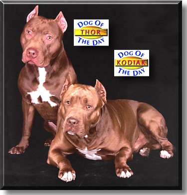 Thor and Kodiack, the Dogs of the Day