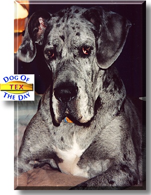 Tex, the Dog of the Day