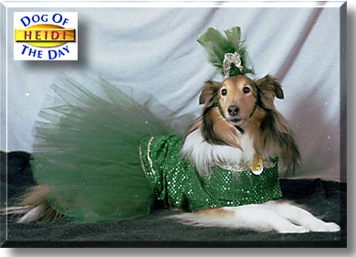 Heidi, the Dog of the Day