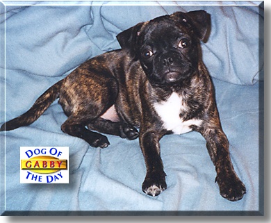 Gabby, the Dog of the Day