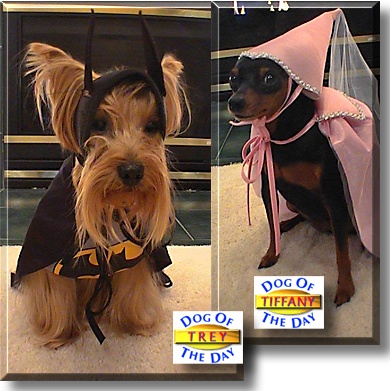 Trey and Tiffany, the Dogs of the Day
