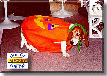 Mickey, the Dog of the Day