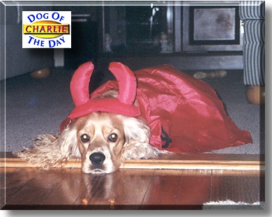 Charlie, the Dog of the Day