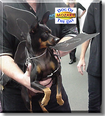 Mozart, the Dog of the Day