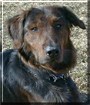 Arlo