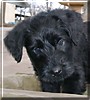 Bailey