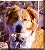 Koli