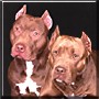 Thor, Kodiack