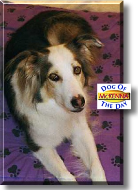 McKenna, the Dog of the Day