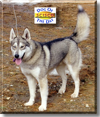 Scisco, the Dog of the Day