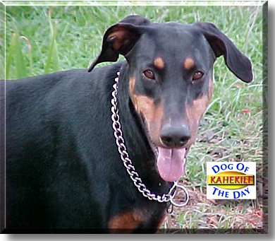 Kahekili, the Dog of the Day