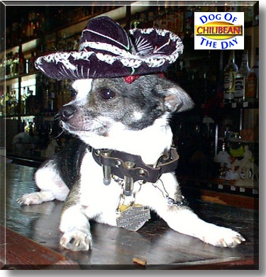 Chilibean, the Dog of the Day