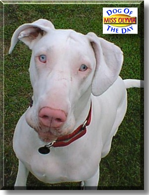 Miss Olyvia, the Dog of the Day