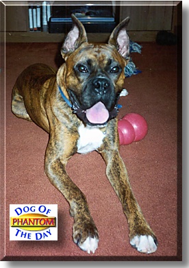 Phantom, the Dog of the Day