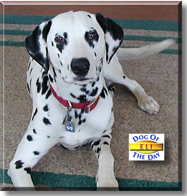 Eli, the Dog of the Day